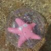 3D Inflatable Beach Ball – Ocean Treasure Rose