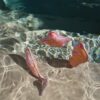 Dive Buddies – Ocean Magic Pink