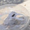 Pool Ring – Glitter