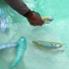 Dive Buddies S6 – Sammy the Seagull Multi